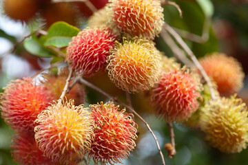 Rambutan Fruit