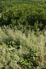 A summer meadow overgrown with plants.