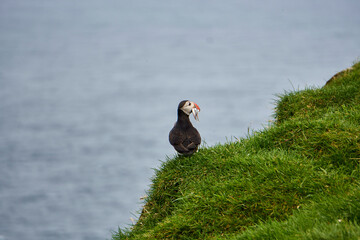 Atlantic puffins on Mykines, Faroe Islands