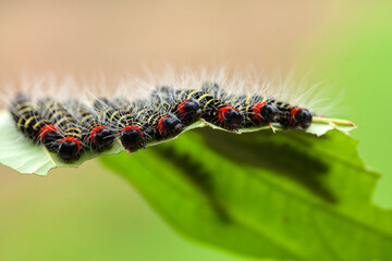 Caterpillars on Nature Place
