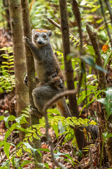 Naklejka na ściany i meble Crowned Lemur - Eulemur coronatus, beautiful colored primate from North Madagascar tropical forests and woodlands.