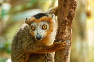 Fototapeta premium Crowned Lemur - Eulemur coronatus, beautiful colored primate from North Madagascar tropical forests and woodlands.