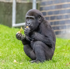 gorilla feeding