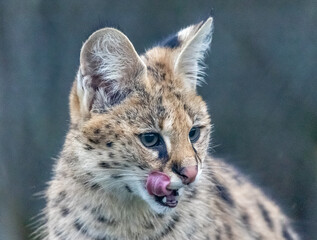 serval in park