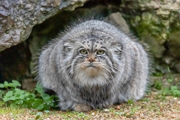 pallas cat in park