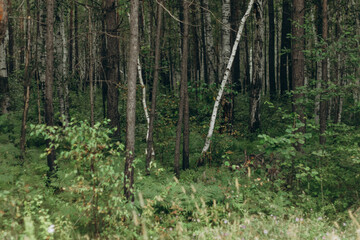 Green forest with ferns and fir trees.