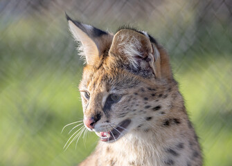 serval in park