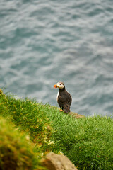 Atlantic puffins on Mykines, Faroe Islands