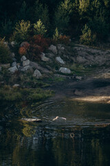Stone quarry in the forest.