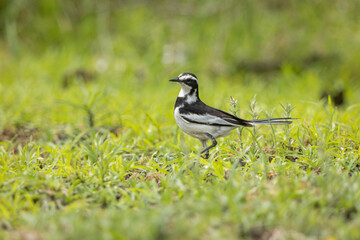 African Pied Wagtail foraging in a grassy meadow