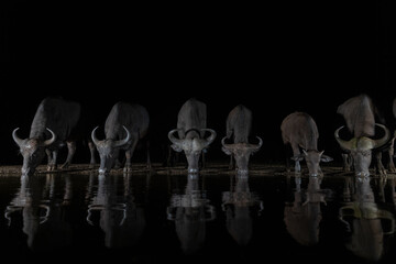 Herd of African buffalos at night drinking at the watering hole