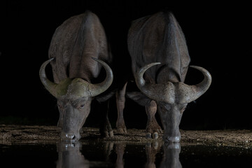 African buffalos at night at the watering hole