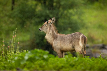 Waterbuck free-standing in the rain in its natural habitat