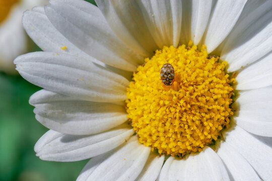 Small beattle on a flower