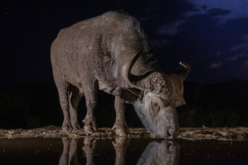 African buffalo at night at the watering hole
