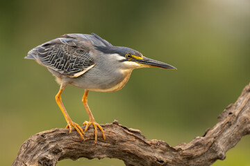 Green-backed heron perched on a branch