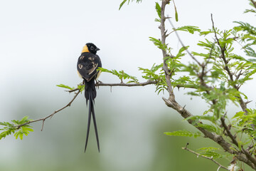 Long-tailed paradise whydah perched on a branch