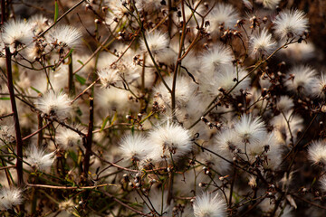 plant, nature, flower, grass, dandelion, macro, seed, winter, flowers, green, flora, summer, dry, field, white, fluffy, cactus, weed, spring, thistle, cold, wind, closeup, snow, autumn