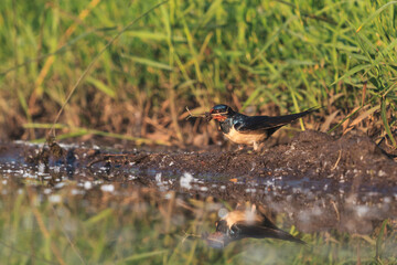 swallow gathers material for the nest