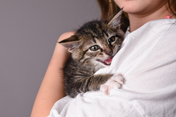 Scared cute fluffy kitten on owner's shoulder against gray background. Closeup of kitten 