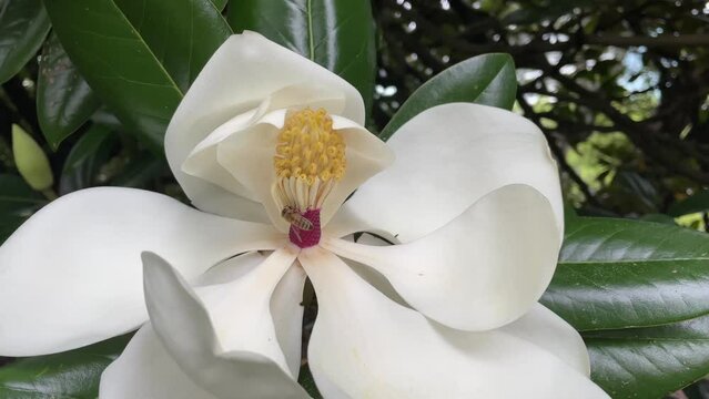 Bee collecting nectar from magnolia grandiflora white flower