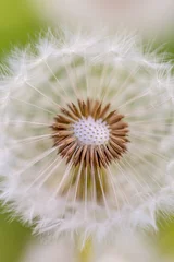 Foto op Canvas dandelion white seed new life © Micha 