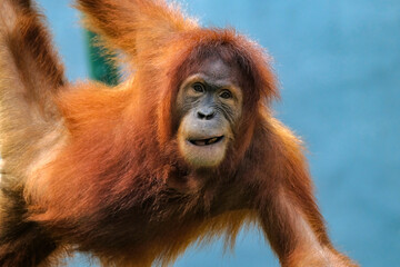 bornean orangutan in the zoo