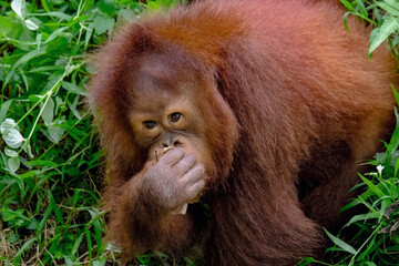 bornean orangutan in the zoo