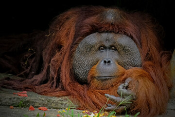 bornean orangutan in the zoo