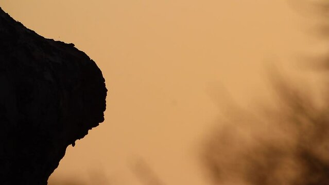 African hoopoe flying to nest in slow motion in Kruger National park, South Africa ; Specie Upupa africana family of Upupidae