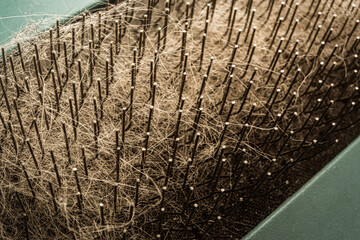 A macro image of a cat grooming comb, filled with the results of a thorough grooming session in the form of loose cat hair, exemplifying the importance of grooming for feline health and well-being