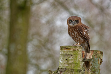 Little Owl