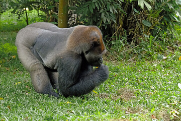 gorila