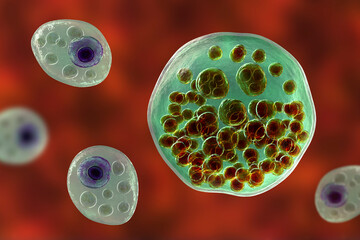Rhinosporidium seeberi parasite, the causative agent of rhinosporidiosis, disease with formation of polypoidal masses in nasopharynx, 3D illustration