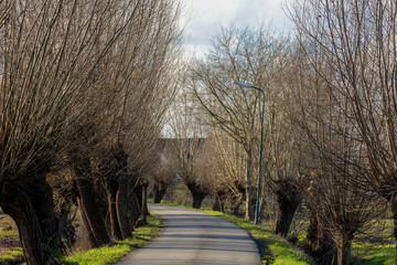 Winter landscape with a row of pollarded willow tree trunks on both side of walkway under blue sky,...