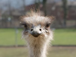 Deurstickers ostrich head close up © djenev