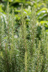 rosemary, herb healthy green cooking