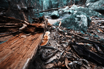 a bunch of dried mushrooms