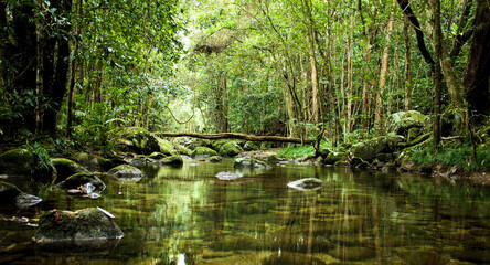 a beautiful peaceful rain forest stream flowing through the daintree national park - obrazy, fototapety, plakaty