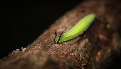 green caterpillar on a leaf
