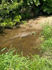 alligator in the forest