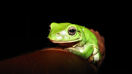 green tree frog