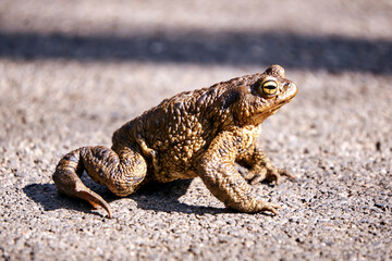 A toad basking in the sun in spring