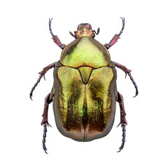 Cetonia aurata, called the rose chafer