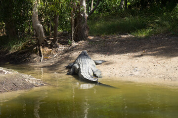 A large australian crocodile suns itself on a mud bank.