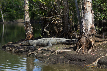 Crocodile, zoo cairns, 