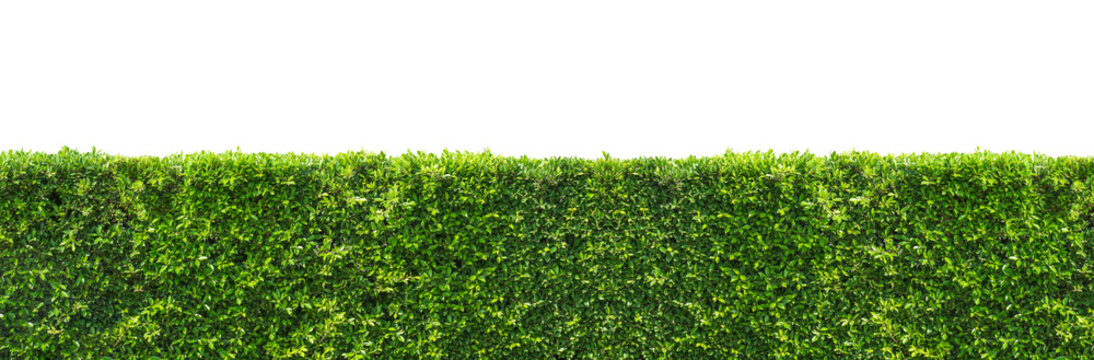 Panoramic view of green bush hedge on transparent background, png file