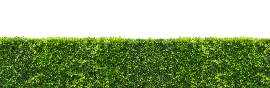 Panoramic view of green bush hedge on transparent background, png file