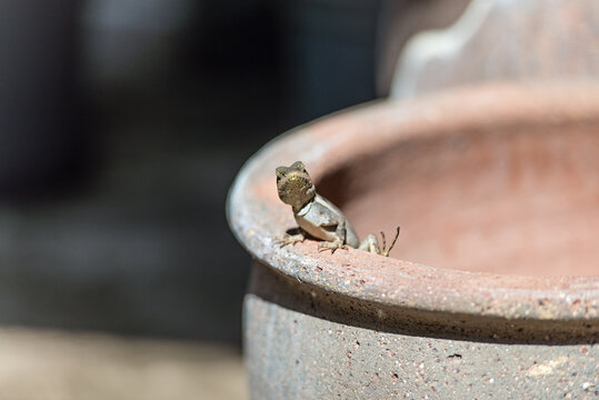 Tata Lizard looking at the camera
