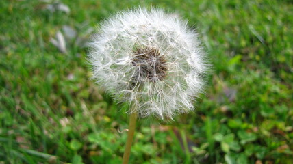 dandelion in the grass
